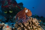 NOBLE OCTOPUS