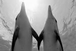 OCEAN JOURNEY