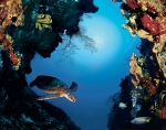 OCEAN PORTAL