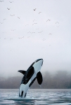 ORCA CALLING