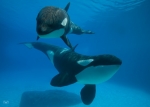 ORCA FAMILY