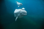 PAINTED BELUGA AND CALF
