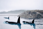 PEACEFUL ORCA WATERS