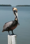 PELICAN KEY