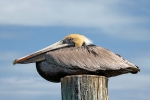 PELICAN REST