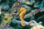 SEA HORSE SOFT CORAL