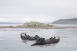 SEA OTTER SEA