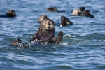 SEA OTTER WAVE