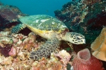 SEA TURTLE REEF II