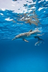 SPOTTED DOLPHIN FAMILY