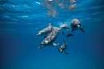 SPOTTED DOLPHIN VISIT