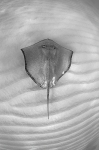 STING RAY BELOW