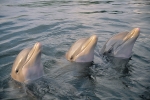 THREE IN THE SEA (DOLPHINS)