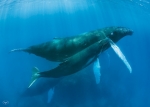THREE IN THE SEA (WHALES)