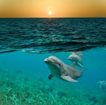 TWO WORLDS OF THE DOLPHIN