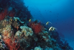 UNDERSEA GARDEN