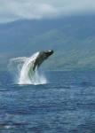 WHALE FLIGHT