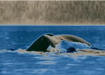 WHALE FLUKE PASSION