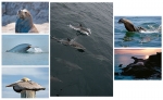 NATURE PHOTOGRAPHY NOTE CARD SET - SET0801