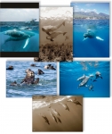 NATURE PHOTOGRAPHY NOTE CARDS SETS - WYNC-SET0804