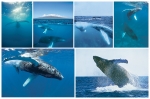 NATURE PHOTOGRAPHY NOTE CARDS SETS - WYNC-SET0806