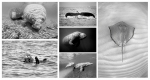 NATURE PHOTOGRAPHY NOTE CARDS SETS - WYNC-SET0807