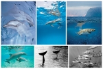 NATURE PHOTOGRAPHY NOTE CARDS SETS - WYNC-SET0813