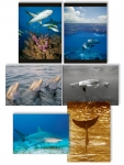 NATURE PHOTOGRAPHY NOTE CARDS SETS - WYNC-SET0814