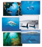 NATURE PHOTOGRAPHY NOTE CARDS SETS - WYNC-SET0815