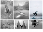 NATURE PHOTOGRAPHY NOTE CARDS SETS - WYNC-SET0816