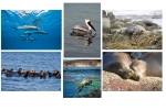 NATURE PHOTOGRAPHY NOTE CARDS SETS - WYNC-SET0817
