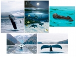 FINE ART NOTE CARD SETS - WYNC-SET0826
