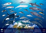 Poster, Dolphins of the World (19 X 26)
