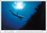 DOLPHIN VISION