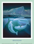 BELUGAS
